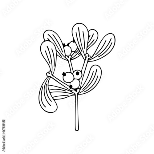 Christmas plant mistletoe. The viscum album branch with berries is a traditional decoration. Hand drawn line art vector illustration. Happy holiday. Isolated element.