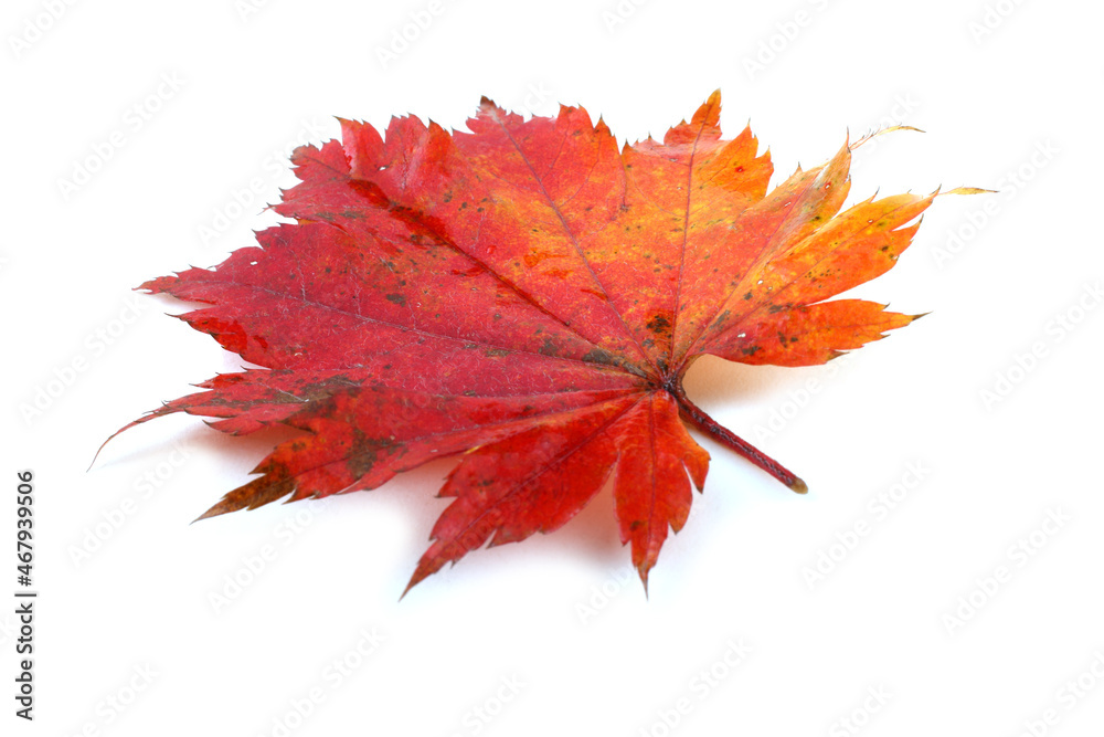 Beautiful autumn maple leaf isolated on white Beautiful autumn maple leaf isolated on white