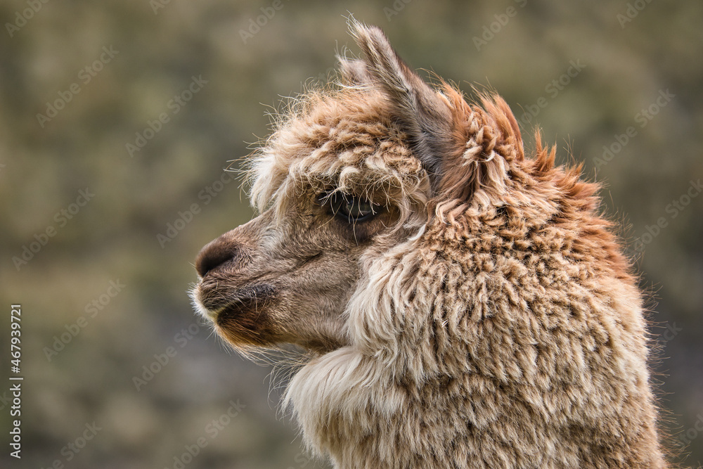 Llama in Chimborazo National Park