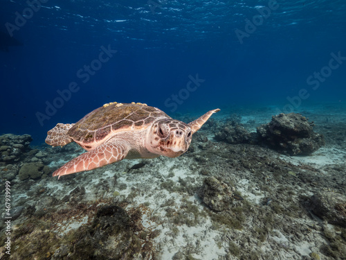 Seascape with Loggerhead Sea Turtle in the turquoise water of coral reef of Caribbean Sea, Curacao