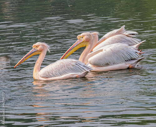Pink pelican swimming in a lake © YK