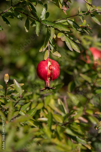 Ripe Pomegranate fruit on the tree