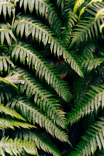 Fern leaves on dark background in jungle.Santa Cruz de Tenerife  Canary Islands  Spain
