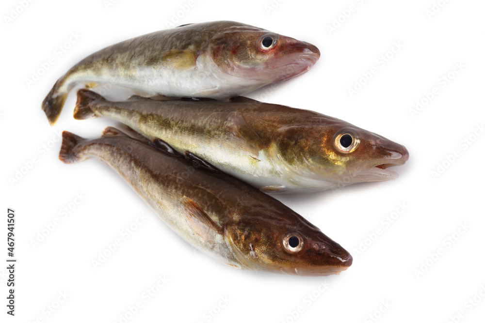 Saffron cod is one of cod varieties Saffron cod is one of cod varieties