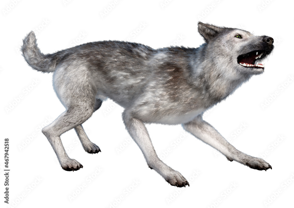 Fototapeta premium 3D Rendering Gray Wolf on White