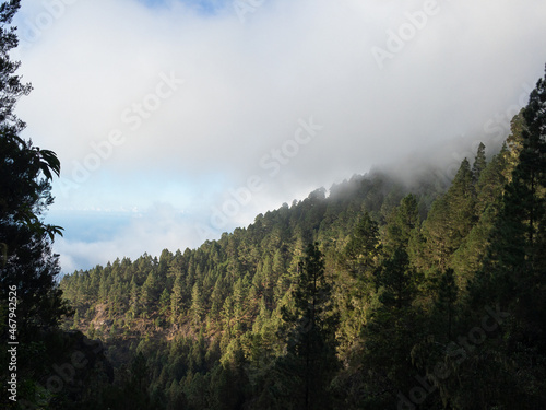 clouds touching the forest, tenerife