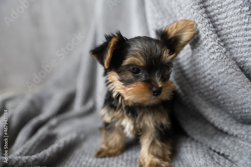 one month old Yorkshire Terrier Puppy sitting on gray blanket on gray interior background