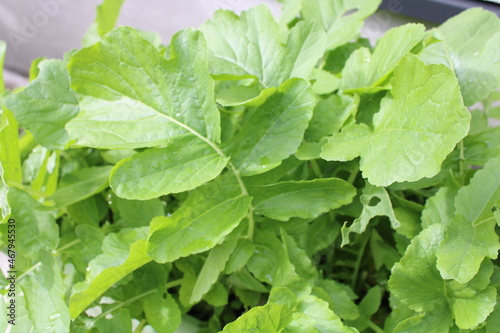 Wallpaper Mural Vegetables for fall are growing! Torontodigital.ca