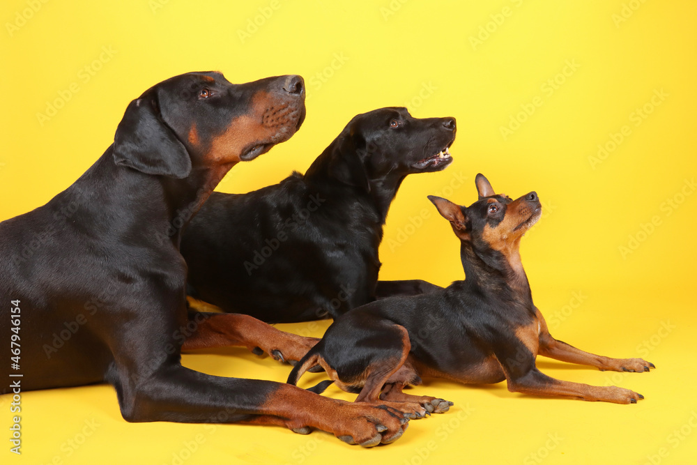 group of black dogs, doberman, pinscher miniature and labrador lying on the ground