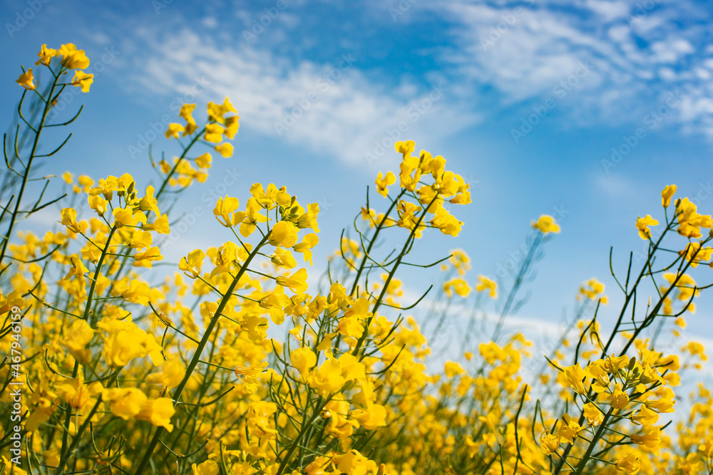 Blooming Canola field summer time. Closeup view at flovers Blooming Canola field summer time. Closeup view at flovers