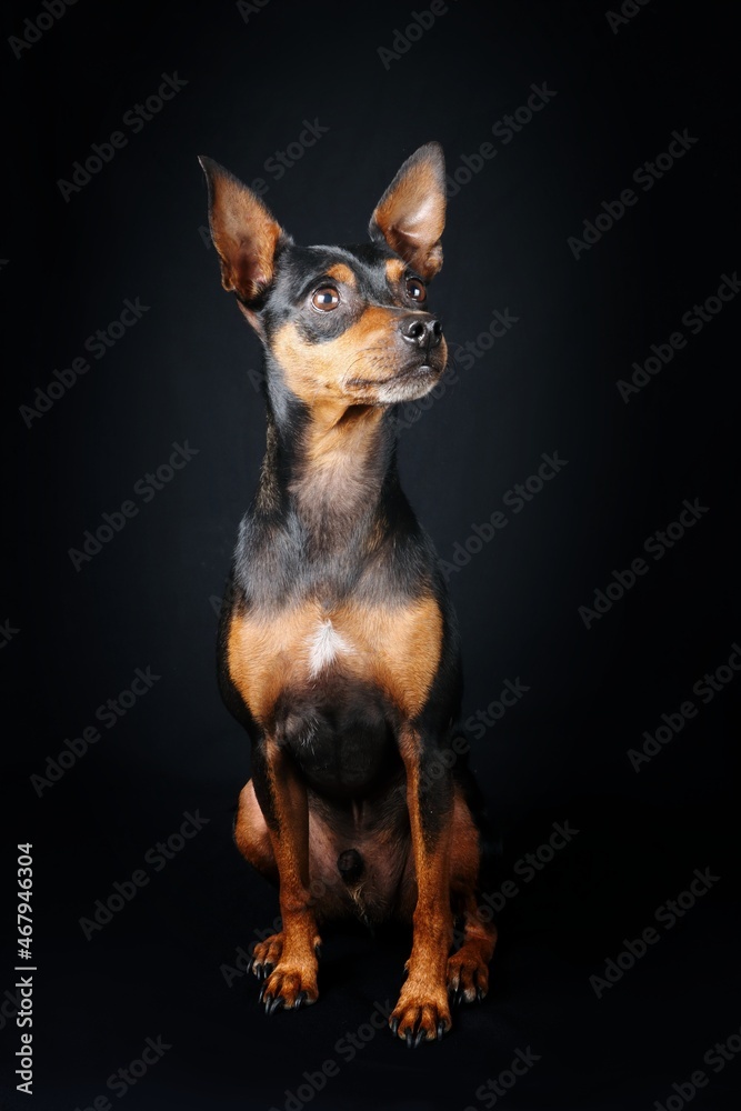 miniature pinscher in studio shoot miniature pinscher in studio shoot