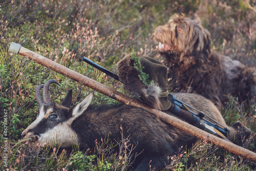 Obraz premium the celebrat of a hunting trophy from a young chamois buck on the mountains at a november day