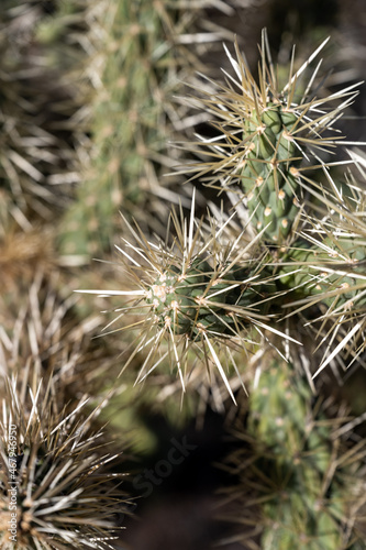 Spines On A Cholla Cactus Arm