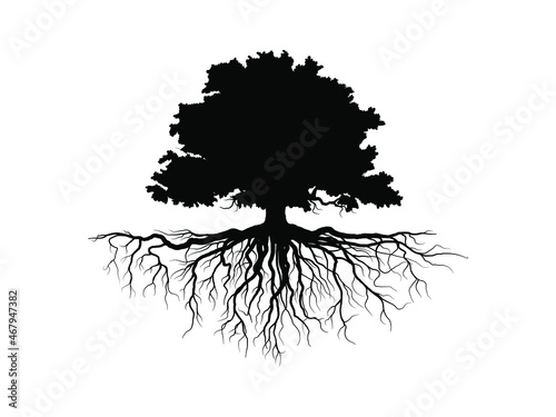 Fototapeta Black Trees and root with leaves look beautiful and refreshing