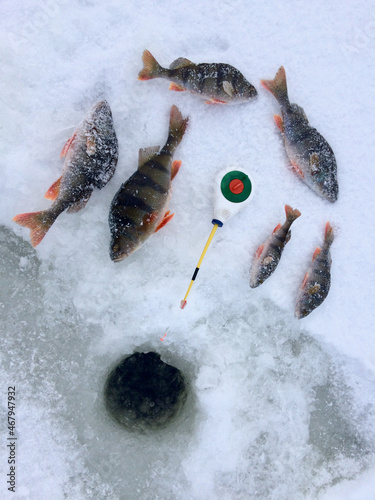 Winter fishing and caught perch