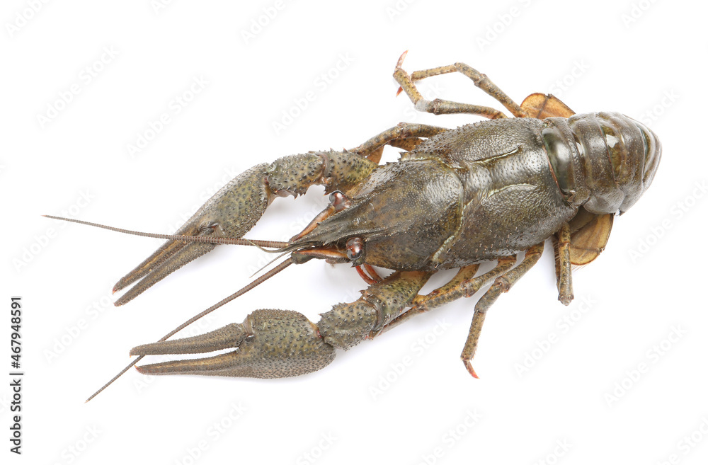 One fresh raw crayfish isolated on white, top view One fresh raw crayfish isolated on white, top view