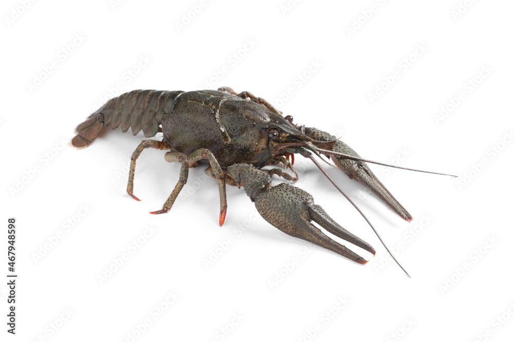 One fresh raw crayfish isolated on white One fresh raw crayfish isolated on white