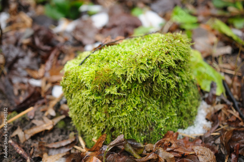 Macro of white frok moss. Leucobryum glaucum photo
