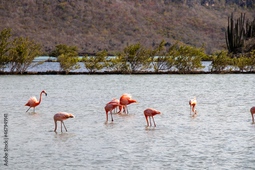 wild Flamingos on curacao nature