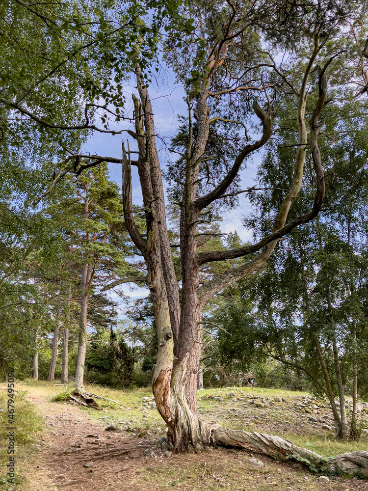 Fototapeta premium Trollskogen auf der Insel Ödland in Schweden