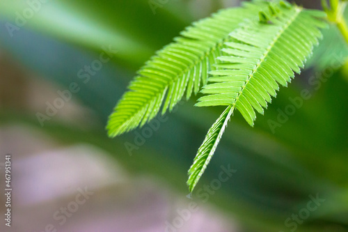 Bild auf Leinwand Mimosa pudica green leaves