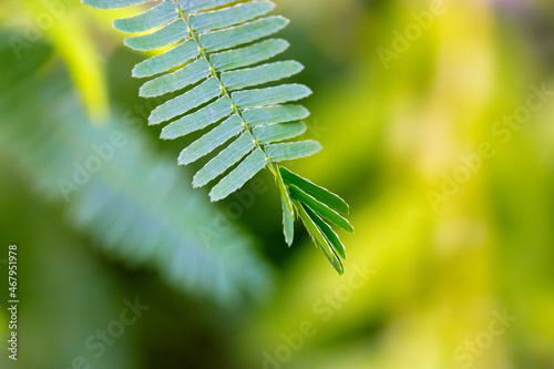 Mimosa pudica green leaves. Shy plant called sensitive, sleepy, action plant, touch-me-not, shameplant, Morivivi. Small leaflets start to fold up. Touching it by human hand causing leaf to close. photo