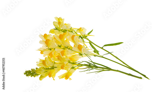 meadow snapdragon isolated