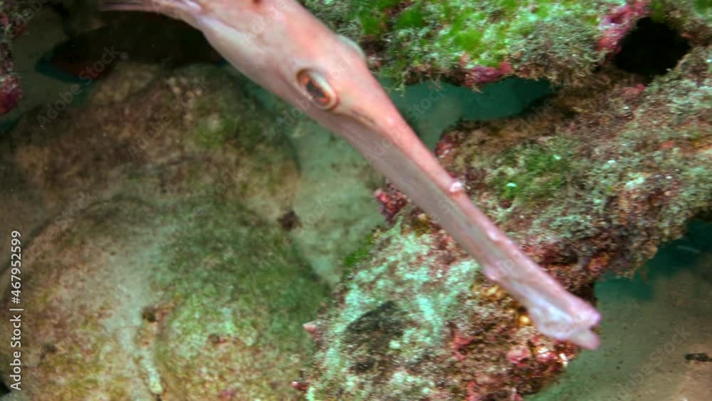 Slow motion Close up Flute fish swims underwater over rocky reef