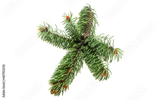 christmas spruce branch isolated