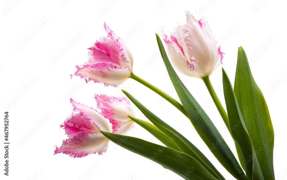 Fototapeta premium tulip flower isolated