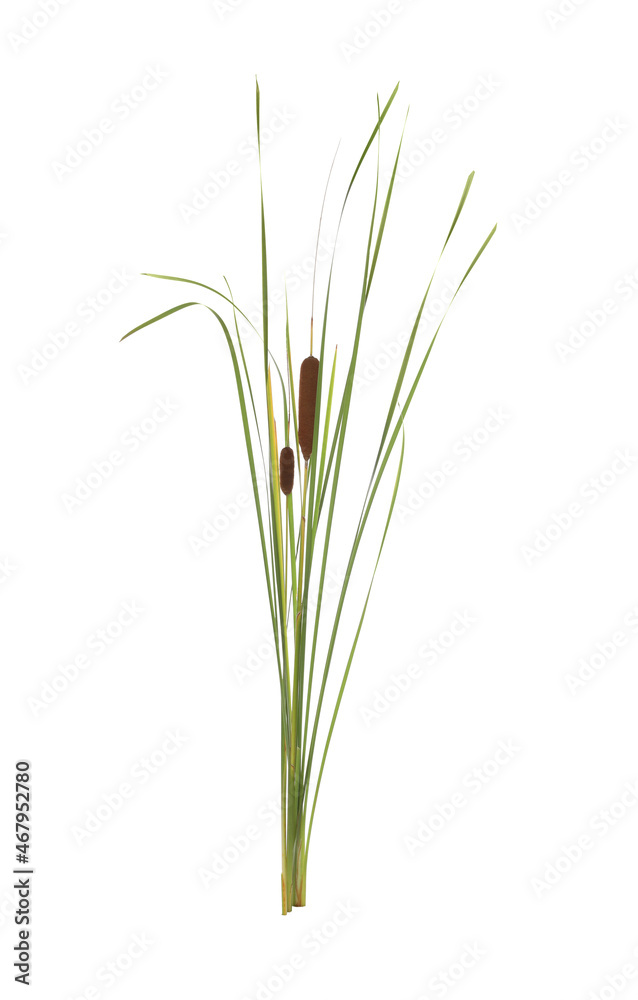 Fototapeta premium Beautiful reeds with catkins on white background