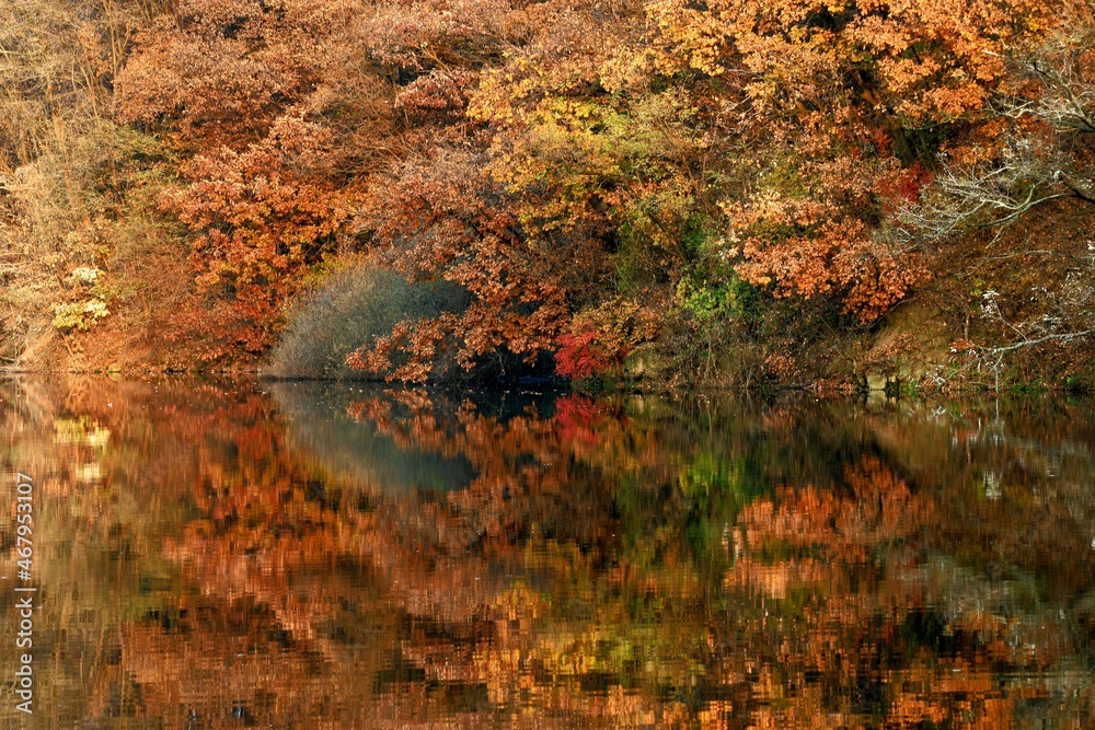 autumn in the forest autumn in the forest