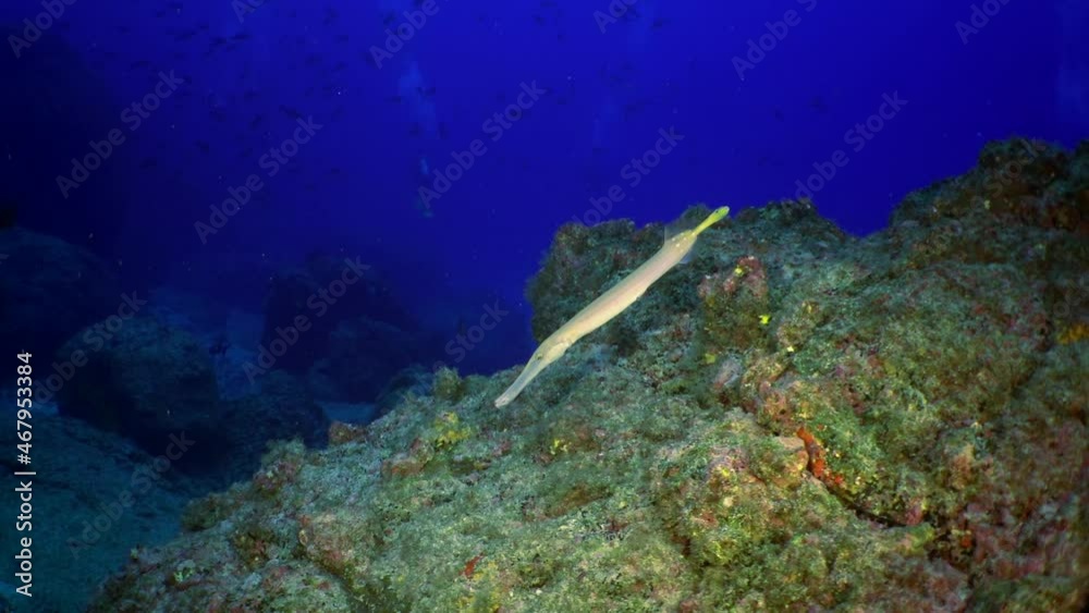 Slow motion Close up Flute fish swims underwater over rocky reef