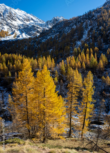 Mountain landscape with colorful larch forest in autumn.