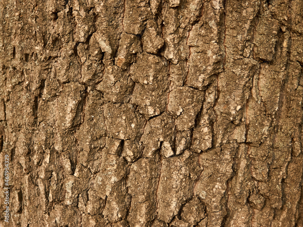 Natural texture of old oak bark, rough surface, natural abstract pattern Natural texture of old oak bark, rough surface, natural abstract pattern