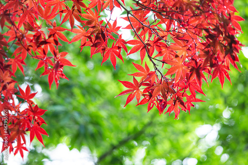 Maple leaf in Autumn