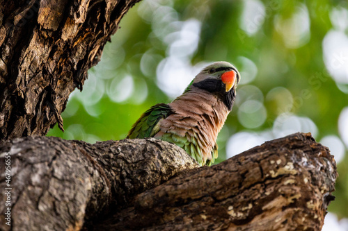 Red-breasted parakeet