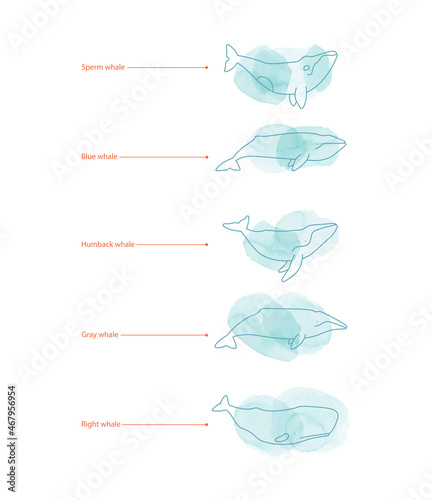 Set of whale species icons. illustration on white