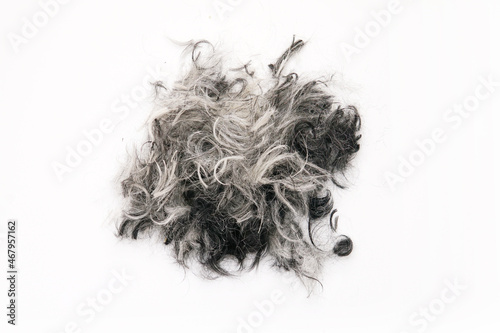 sheared wool of gray and white color on a white background