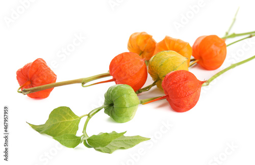 Physalis branches with colorful sepals on white background photo