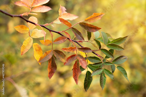 Rosehip branch with colorful autumn leaves. Selective focus.