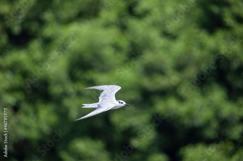 Tern in Flight © Apilas