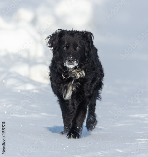The dog runs in the snow