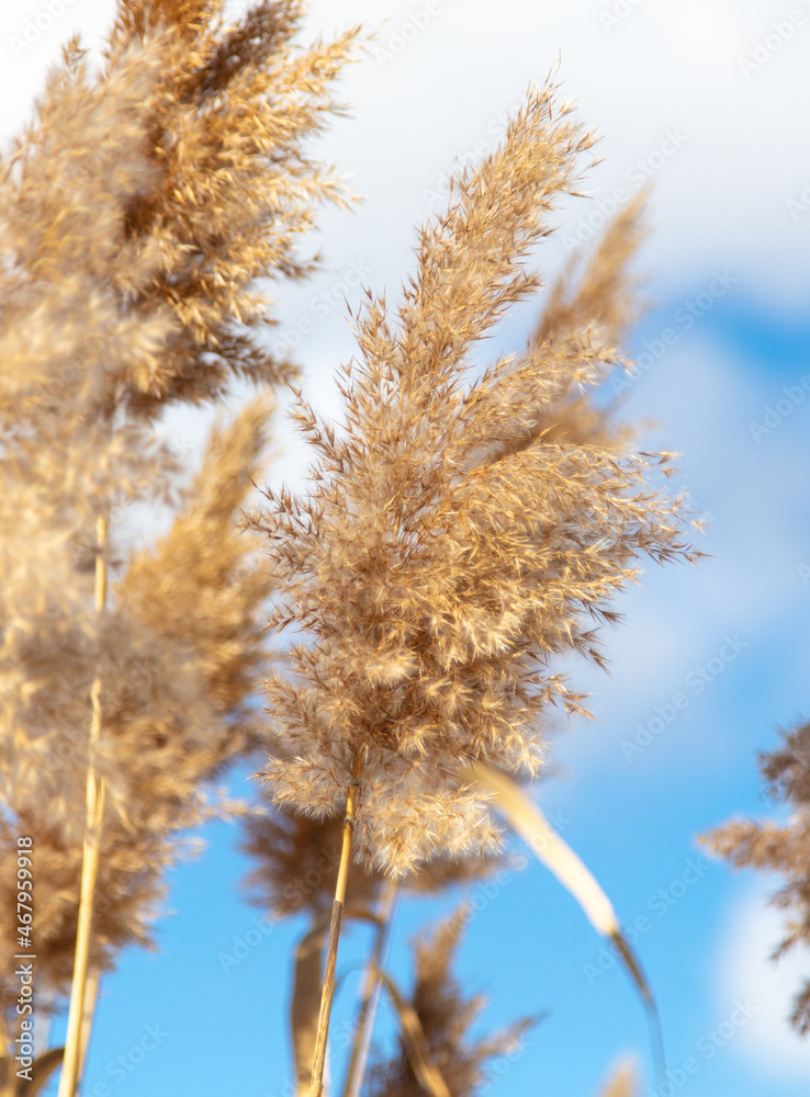 Obraz premium Reed on a background of blue sky.