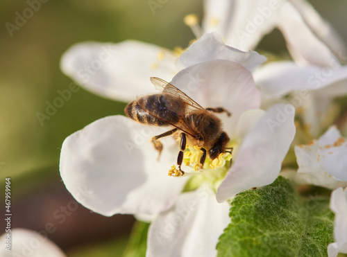 bee sits on a flower of a bush blossoming apple-tree and pollinates him