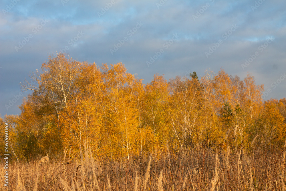 Fototapeta premium autumn in the forest