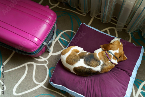 three color beagle dog sleeping on pillow in the hotel with travel case. Travel concept photo. High quality photo