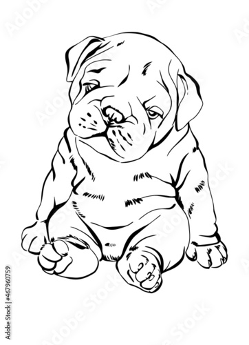 Cute baby English Bulldog, Bulldog vector illustration