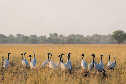 Demoiselle crane or Grus virgo flock or family in open field or grassland of Tal Chhapar sanctuary churu rajasthan India photo