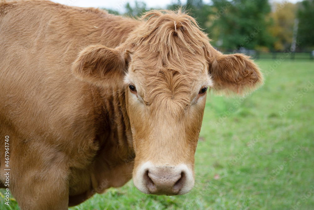 Curious brown cow